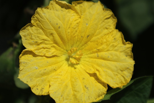南瓜花