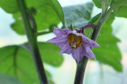 茄子花