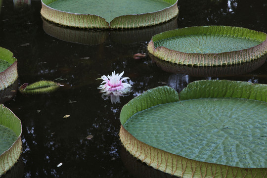 王蓮花