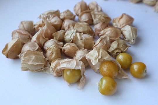 酸漿果