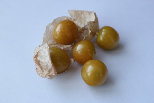 金燈果