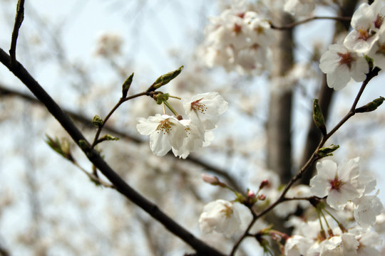 櫻花