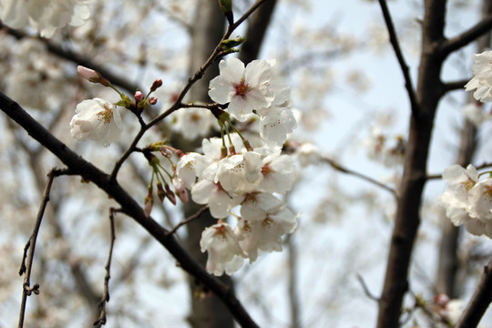 櫻花