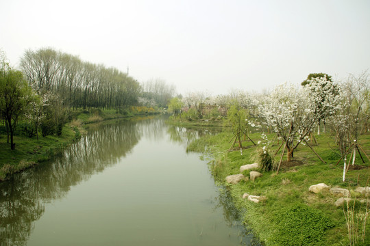 櫻花