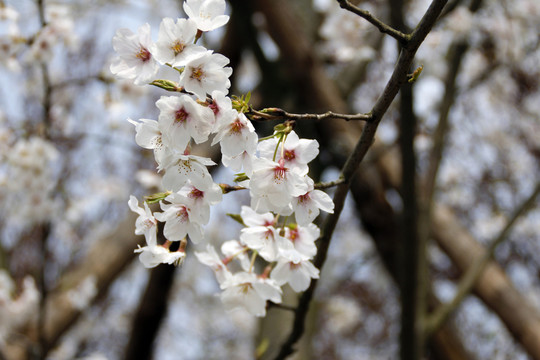 櫻花