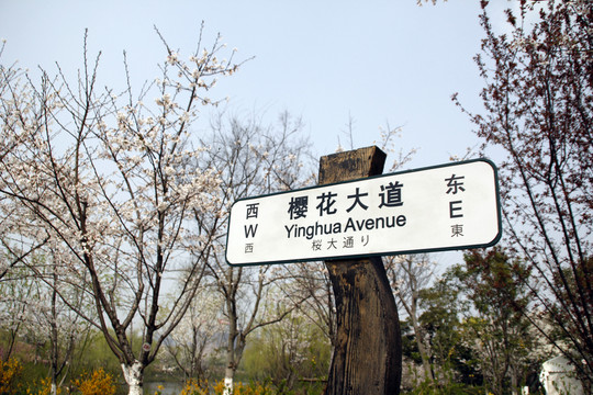 櫻花