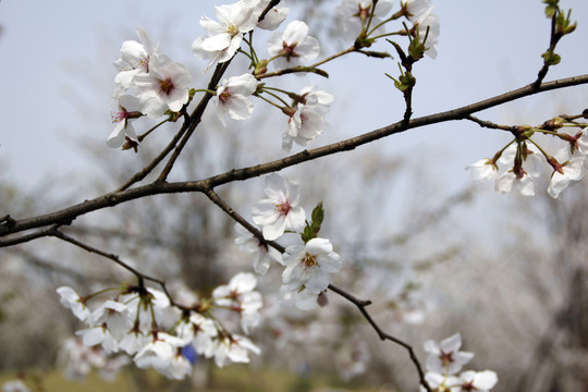 櫻花