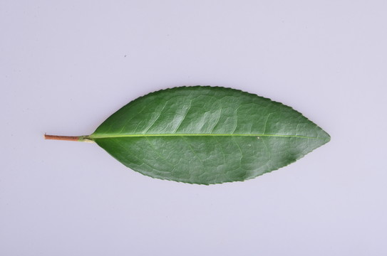 南路水仙茶葉葉片