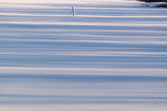 雪地