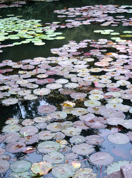 水蓮