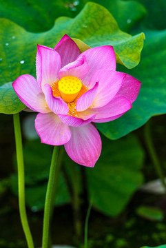 荷花 蓮花
