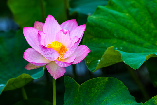 荷花 蓮花