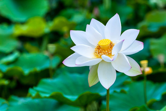 荷花 蓮花