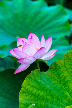 荷花 蓮花