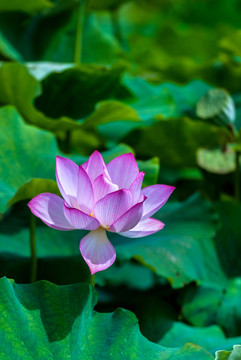 荷 荷花