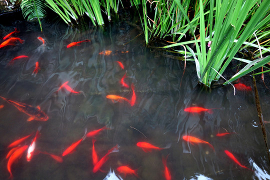 金魚 水草 魚池