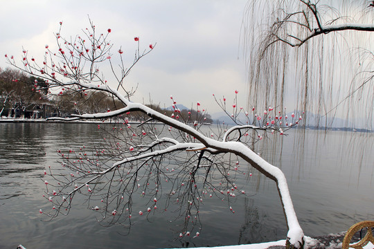 西湖雪