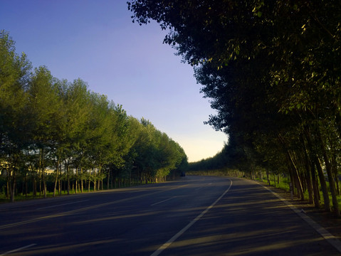 護(hù)路林