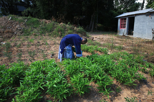 摘菜 菜地 菜園 收獲 采摘