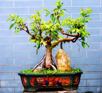 盆景 長(zhǎng)青樹 青松