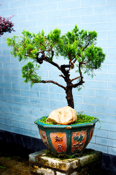 盆景 長(zhǎng)青樹 青松