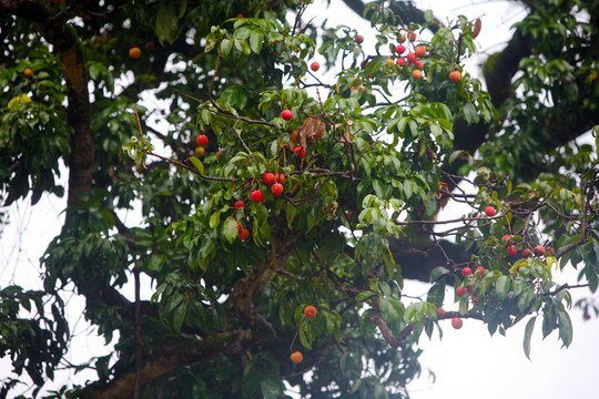 野果子 紅樹莓