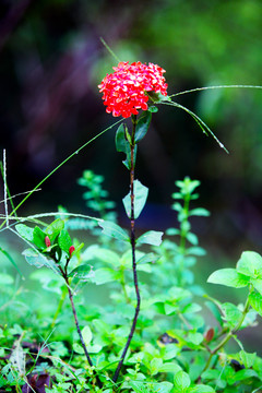 綠葉 鮮花