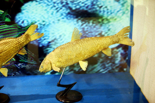 魚(yú)模型 魚(yú)標(biāo)本 深海魚(yú)