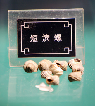 貝殼 海螺