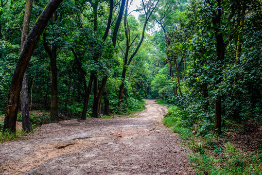 森林小路