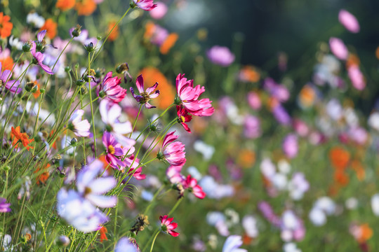 格桑花