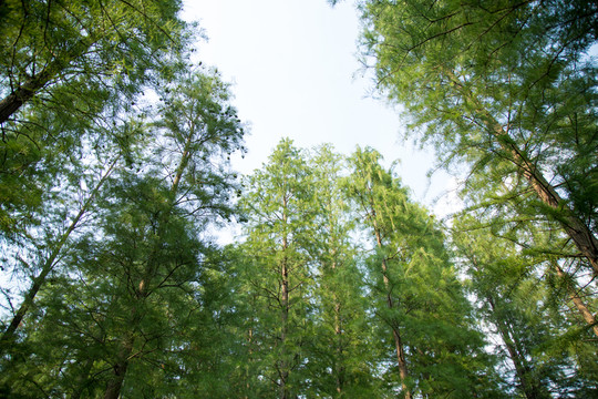 森森 樹木 眾林