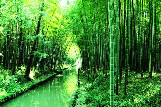 陽光竹林小河
