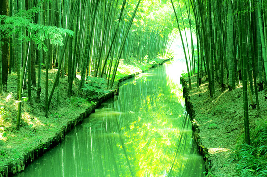陽光竹林小河