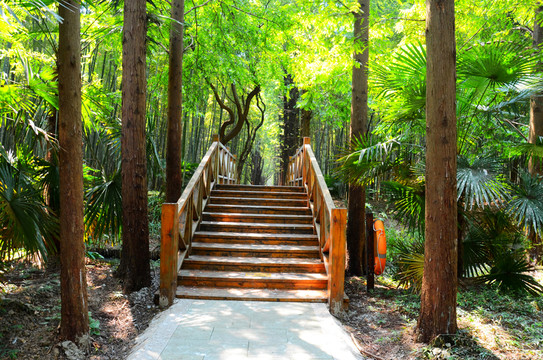 森林公園里的小木橋
