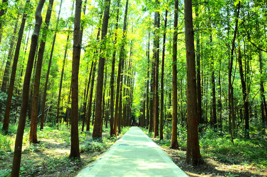 森林公園里的小路