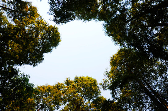 樹枝天空