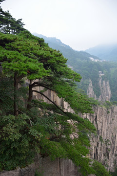 黃山迎客松