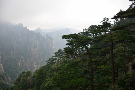 黃山迎客松