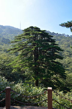 黃山團(tuán)結(jié)松