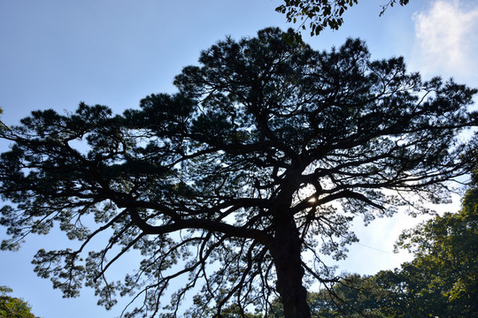 黃山黑虎松