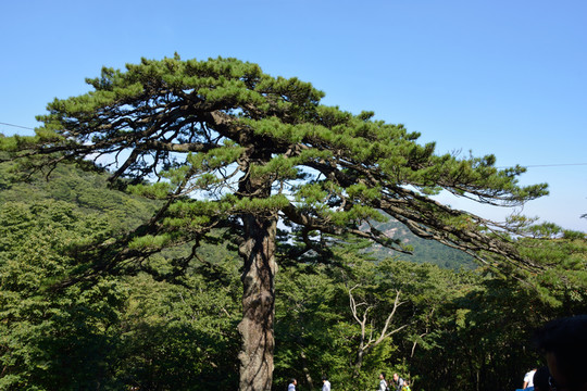 黃山黑虎松