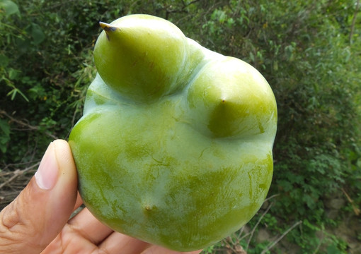 怪異柿子