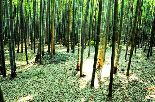 竹林