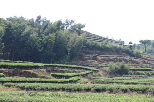 長龍茶園