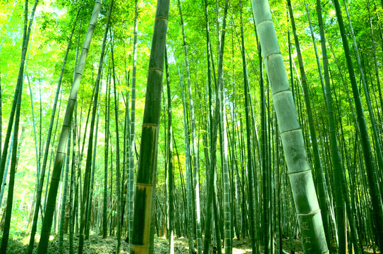 竹林