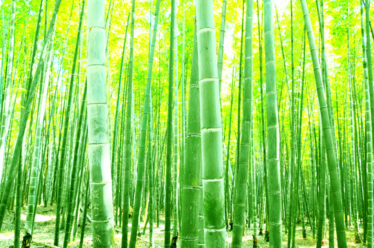 竹林