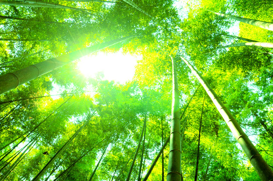 竹林