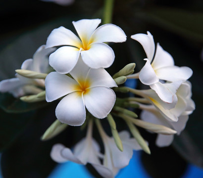 蛋黃花