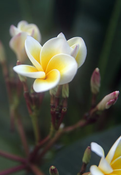 雞蛋花